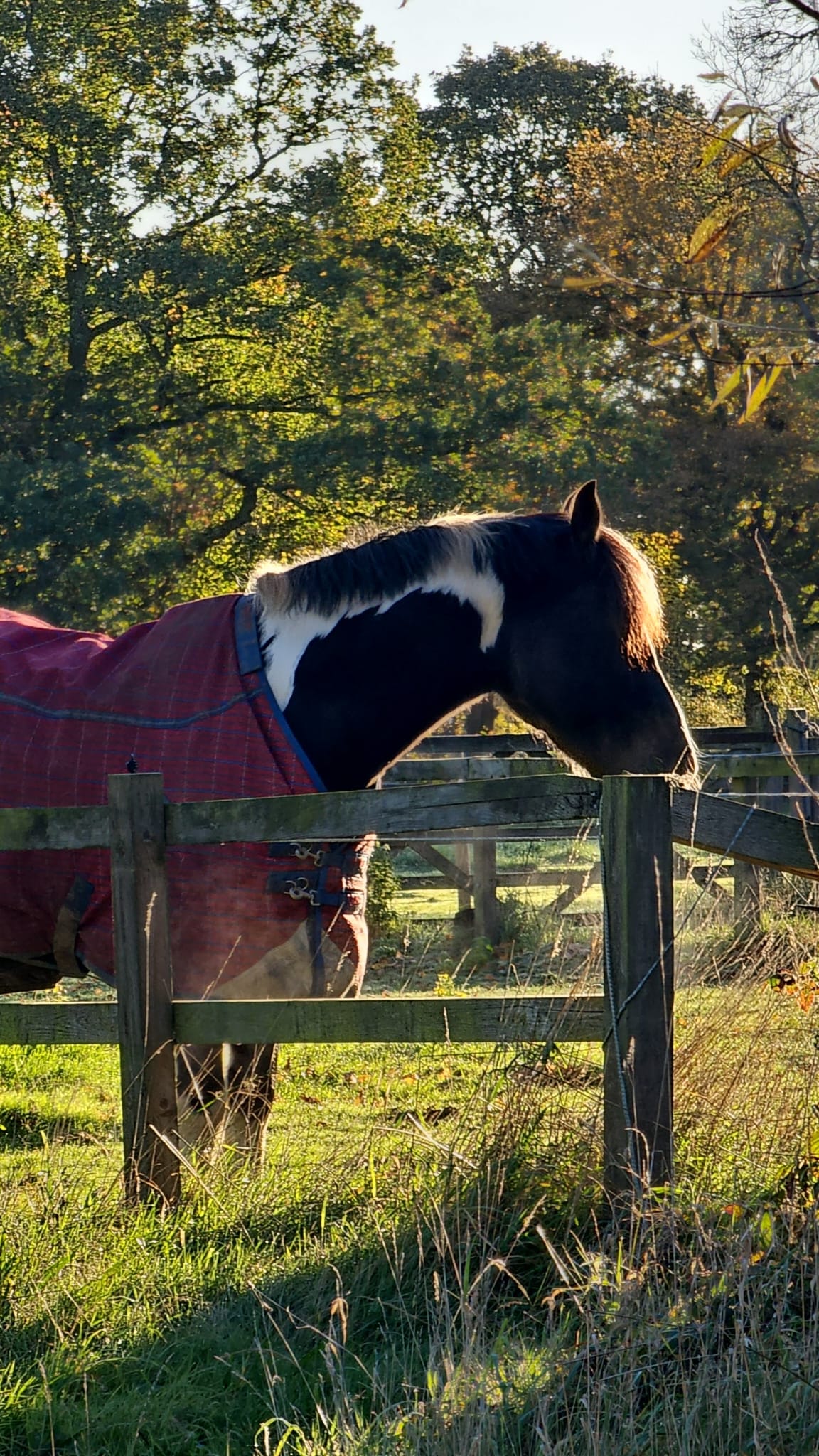 horse-world-equestrian-centre-market-rasen-lincolnshire